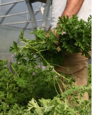 Huile essentielle bio GERANIUM ROSAT