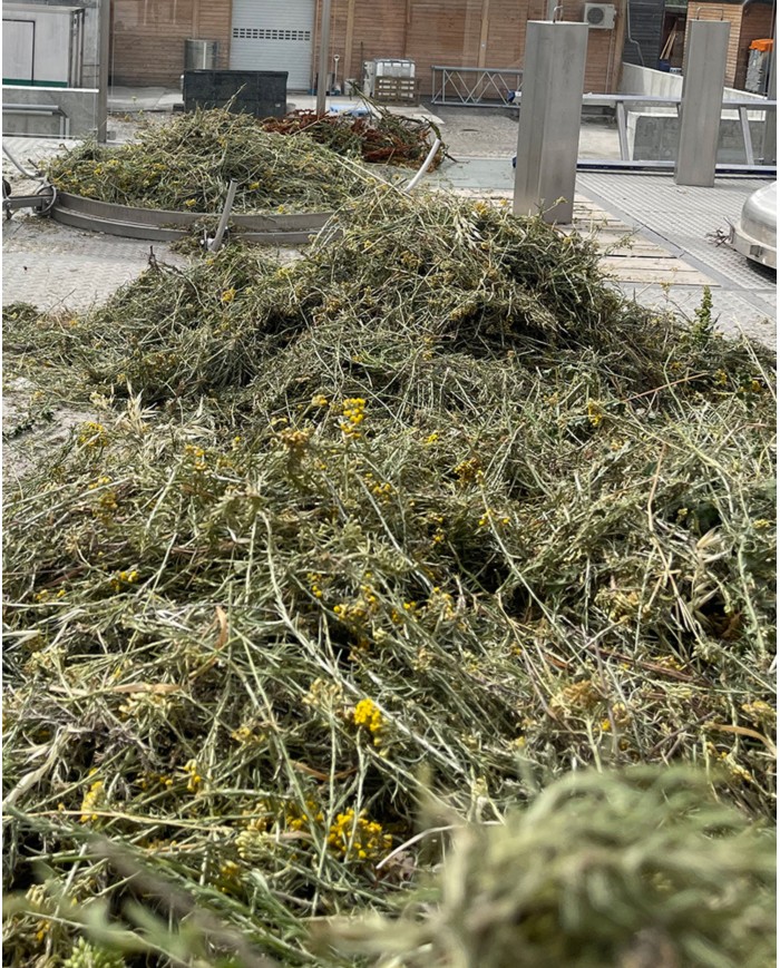 Huile essentielle bio HELICHRYSE ITALIENNE