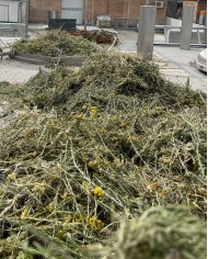 Huile essentielle bio HELICHRYSE ITALIENNE