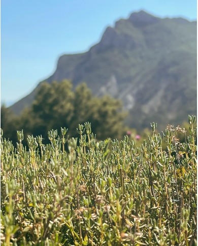 THYM THUJANOL à 900 mètre d'altitude, ferme agricole Bio Karandja laboratoire, France - Hautes-Alpes.