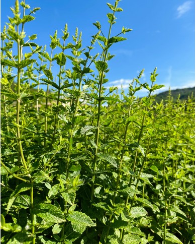 Champs de MENTHE POIVREE Bio ferme agricole Karandja laboratoire, France - Hautes-Alpes (05).