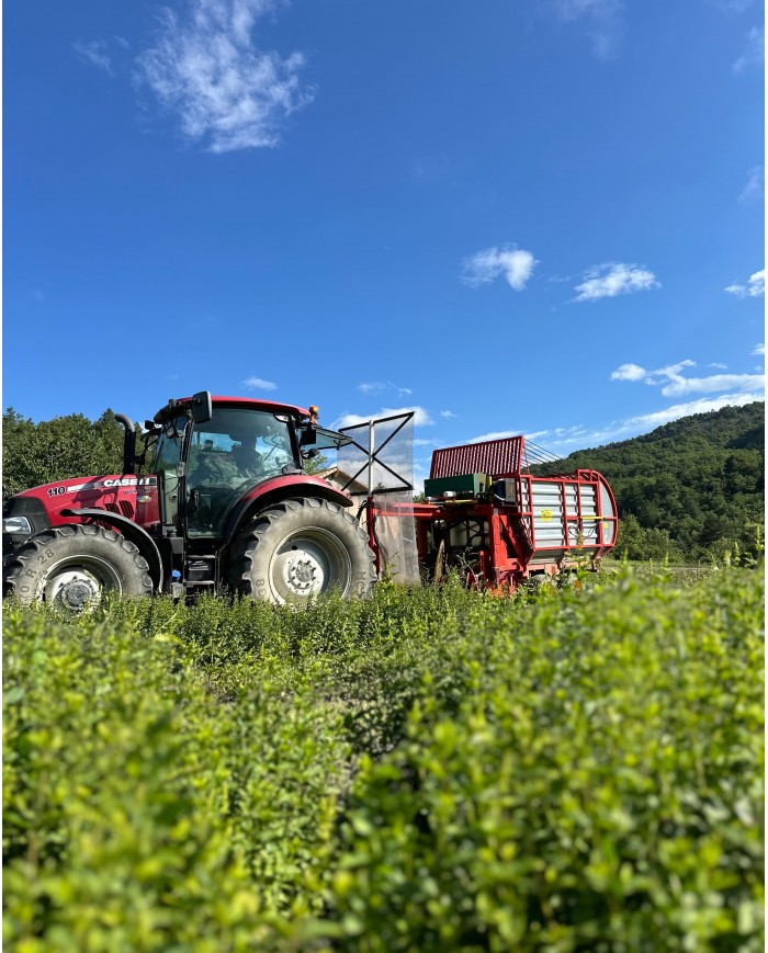 Huile essentielle bio MENTHE POIVREE