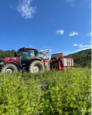 Huile essentielle bio MENTHE POIVREE