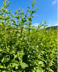 Eau florale bio MENTHE POIVREE