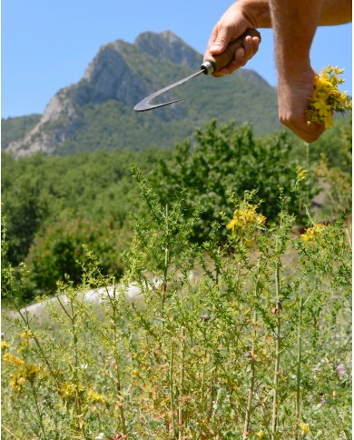 Macérât huileux bio MILLEPERTUIS