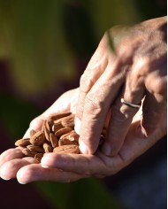 Huile végétale bio AMANDE DOUCE