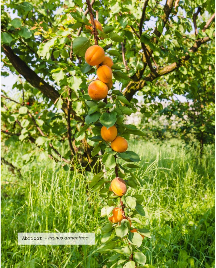 Huile végétale bio ABRICOT (noyau)