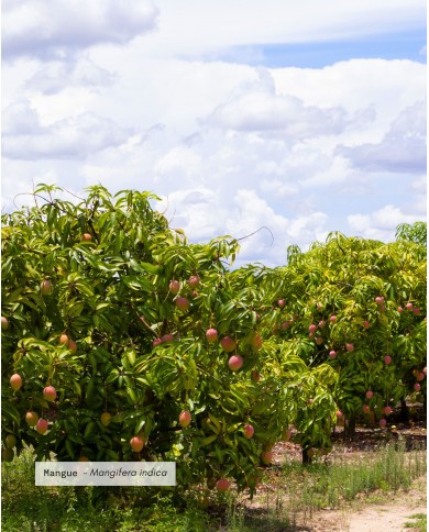 Beurre végétal certifié bio MANGUE