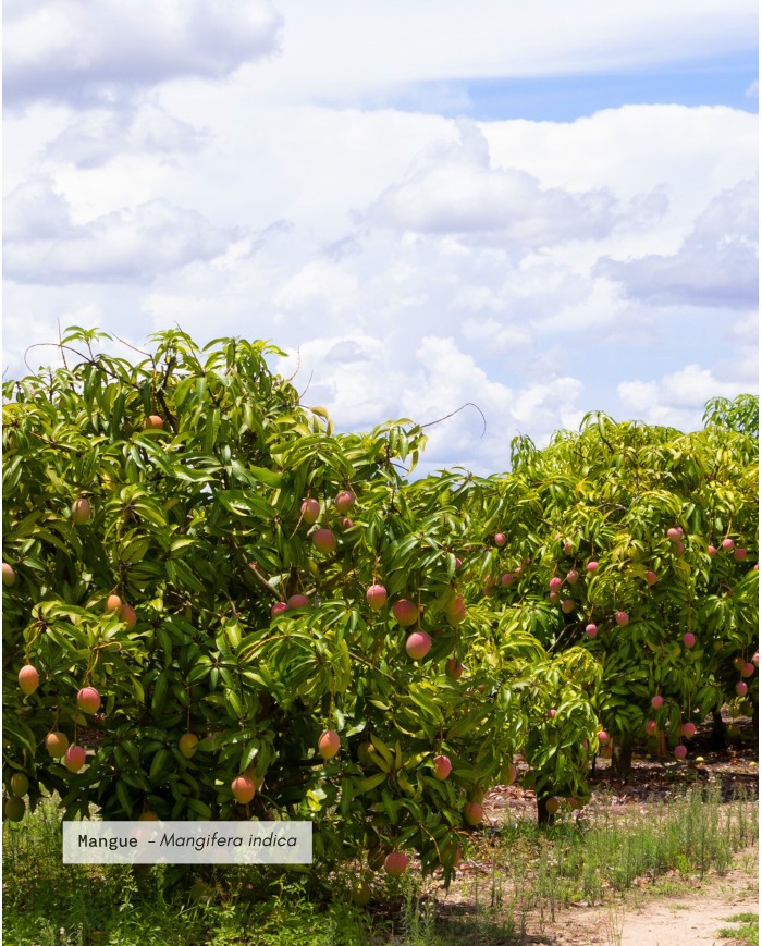 Beurre végétal certifié bio MANGUE