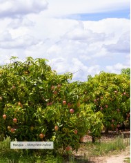 Beurre végétal certifié bio MANGUE