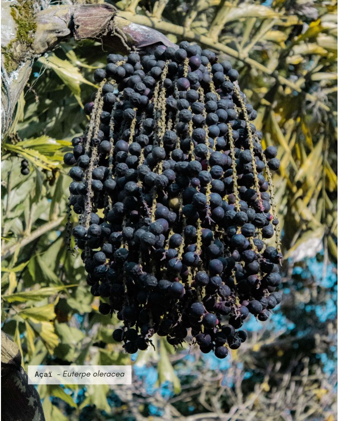 Huile végétale certifiée bio ACAI