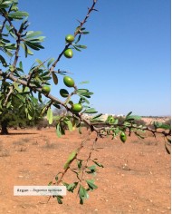 Huile végétale certifiée bio ARGAN