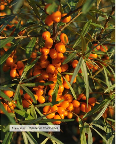 Macérât huileux bio ARGOUSIER