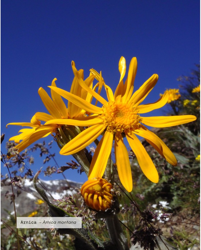 Macérât huileux bio ARNICA