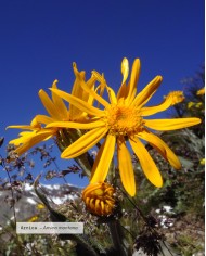 Macérât huileux bio ARNICA