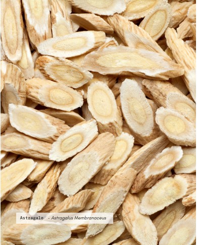 Extrait de plante Bio ASTRAGALE