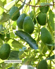 Huile végétale bio AVOCAT