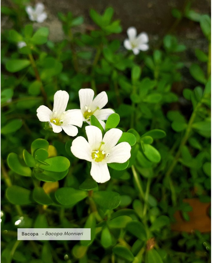 Extrait de Plante Bio BACOPA