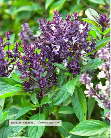 Huile essentielle bio BASILIC TROPICAL