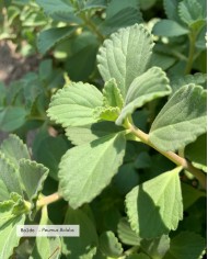 Extrait de Plante Bio BOLDO