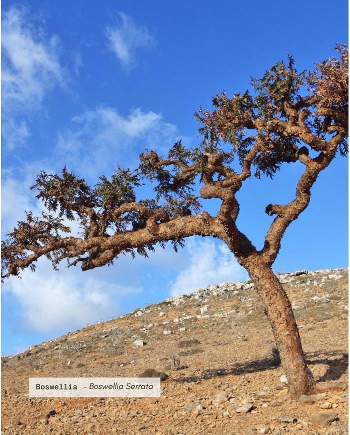 Extrait de plante Bio BOSWELLIA