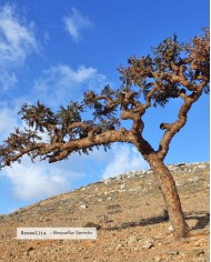 Extrait de plante Bio BOSWELLIA