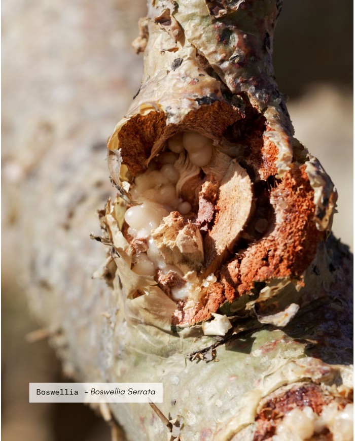Extrait de plante Bio BOSWELLIA