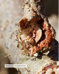 Extrait de plante Bio BOSWELLIA