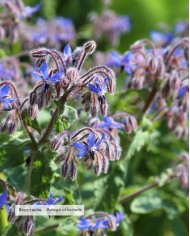 Huile végétale bio BOURRACHE Française