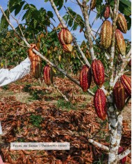 Beurre végétal certifié bio CACAO