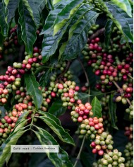 Extrait de plante Bio CAFE VERT