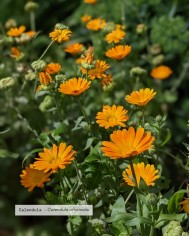 Macérât huileux bio CALENDULA