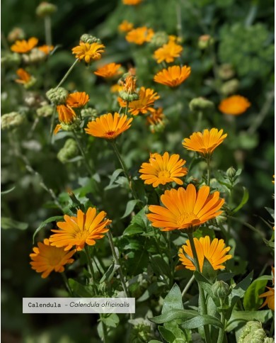 Eau florale bio CALENDULA