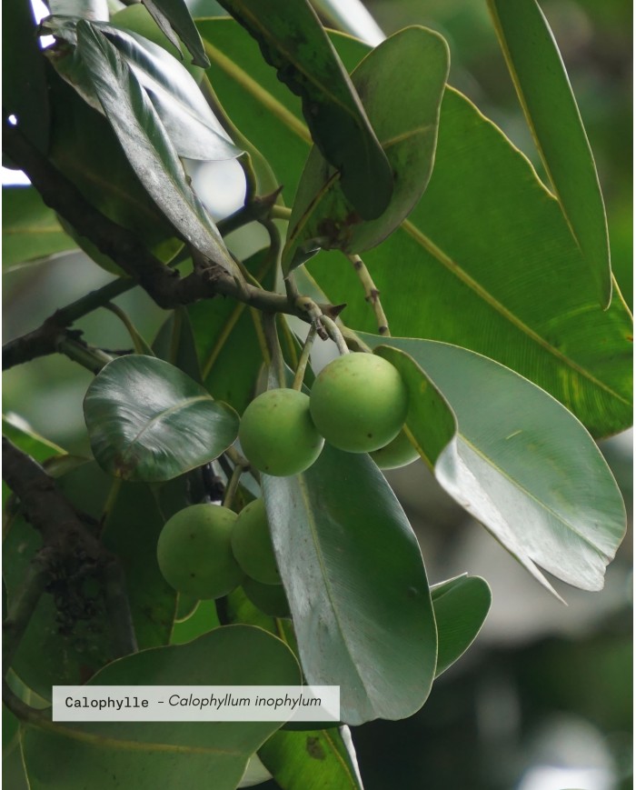 Huile végétale certifiée bio CALOPHYLLE