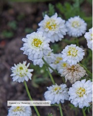 Eau florale bio CAMOMILLE ROMAINE