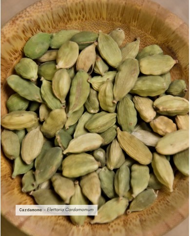 Extrait de Plante Bio CARDAMOME