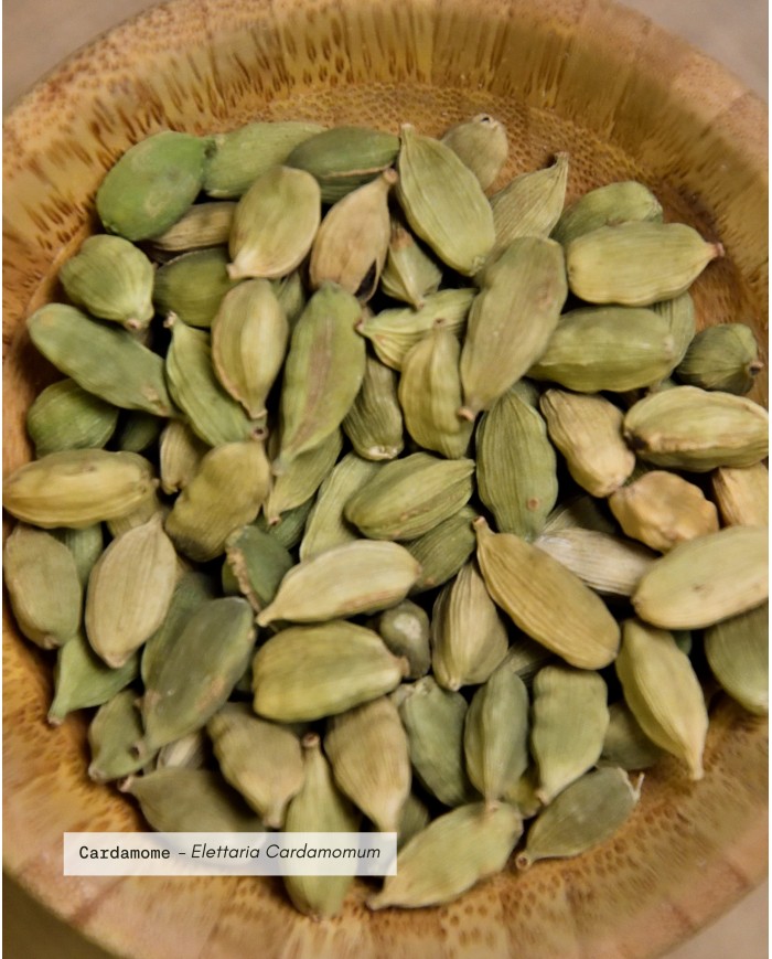Extrait de Plante Bio CARDAMOME