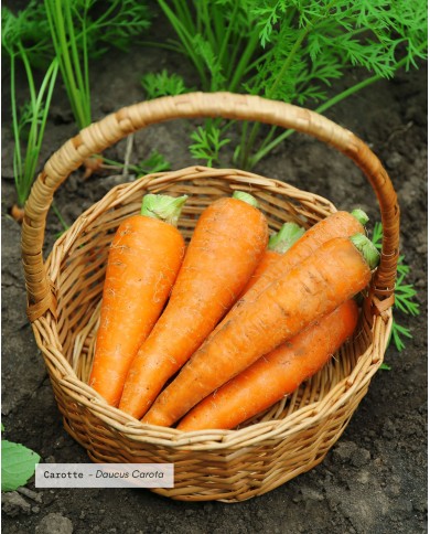 Macérât huileux bio CAROTTE
