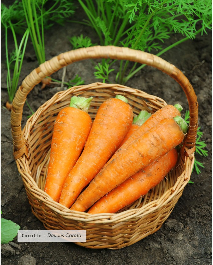 Macérât huileux bio CAROTTE