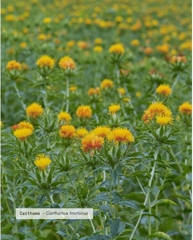 Huile végétale bio CARTHAME