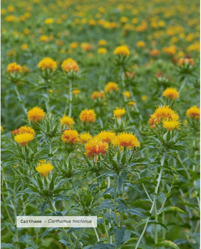 Huile végétale bio CARTHAME