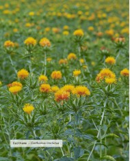 Huile végétale bio CARTHAME