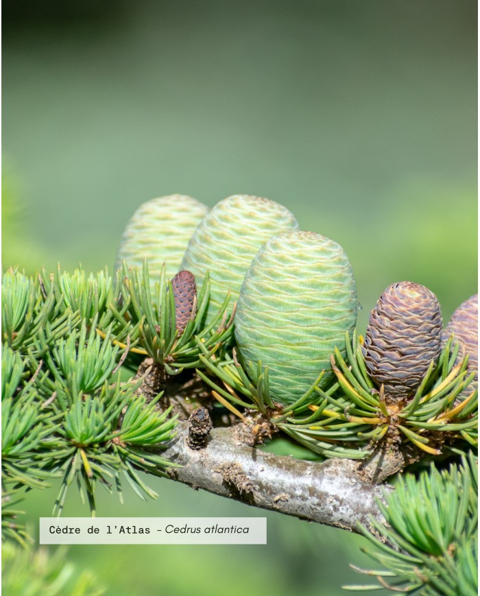 Huile essentielle bio CEDRE DE L'ATLAS