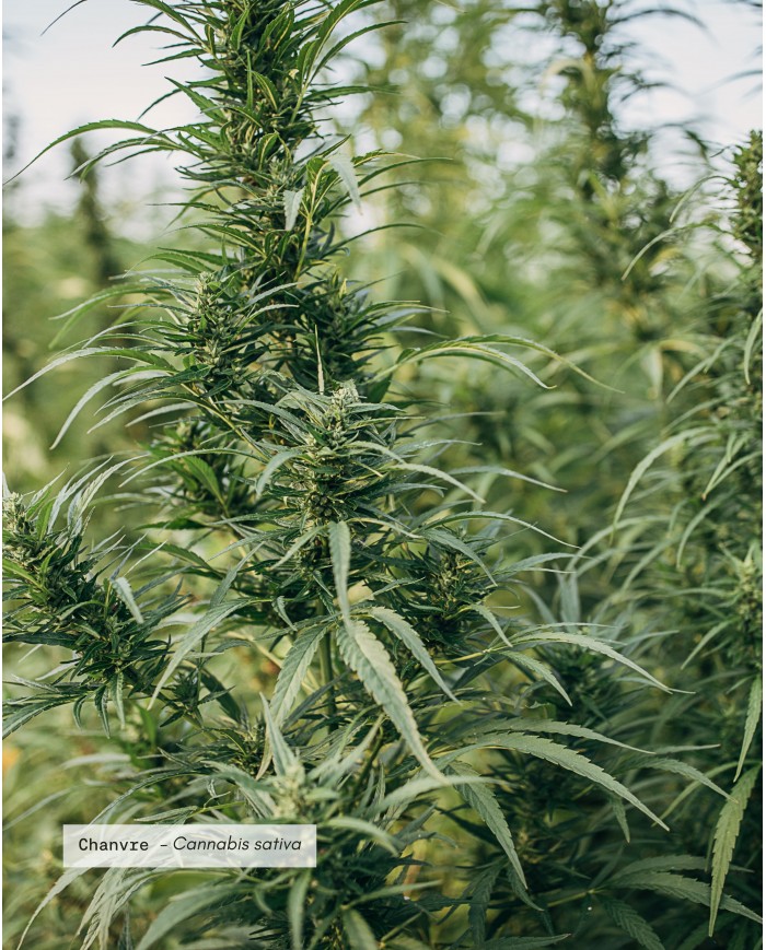Huile végétale bio CHANVRE