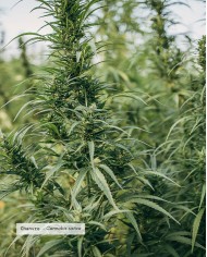 Huile végétale bio CHANVRE