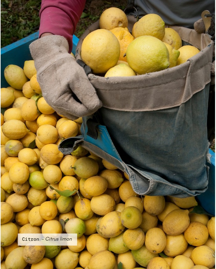 Huile essentielle bio CITRON