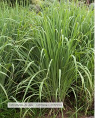 Huile essentielle bio CITRONNELLE DE JAVA