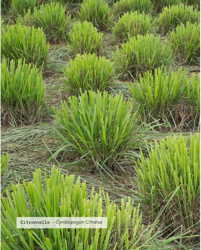 Extrait de plante Bio CITRONNELLE