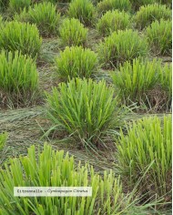 Extrait de plante Bio CITRONNELLE