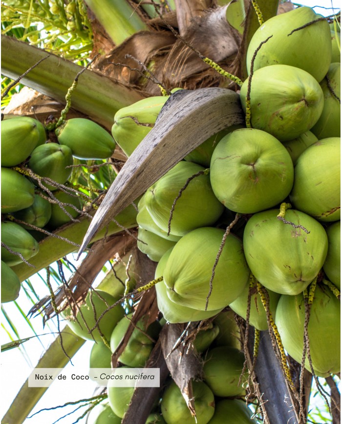Beurre végétal bio COCO
